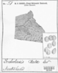 Uromyces betae image